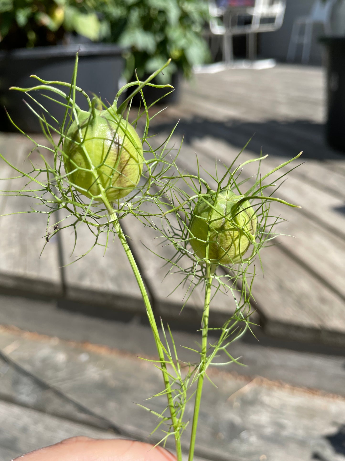 Jungfrun i det gröna ”Albion Black pods”