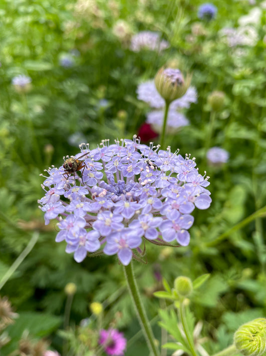 Blåparasoll ”Mix”