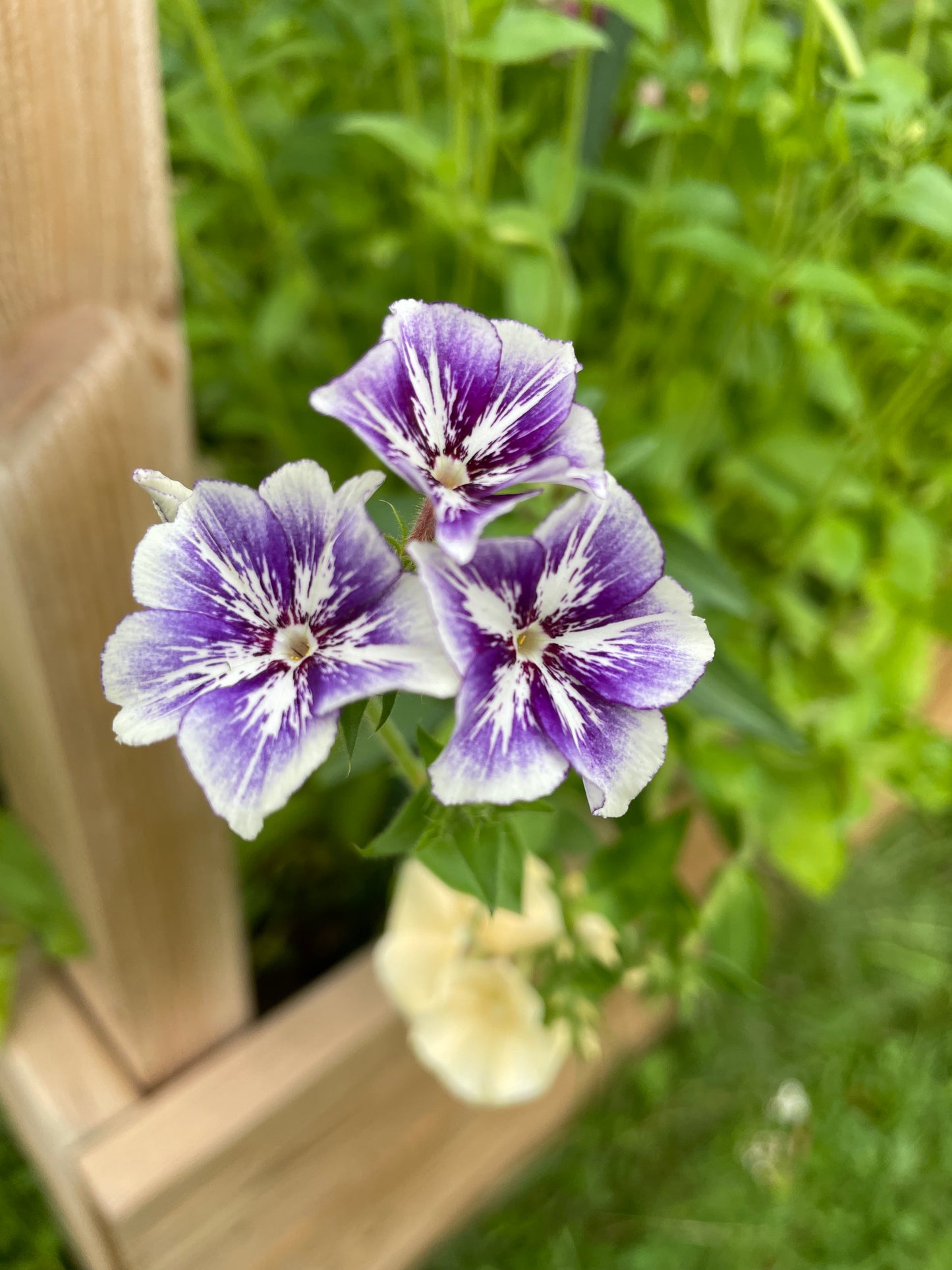 Sommarflox ”Sugar Stars”