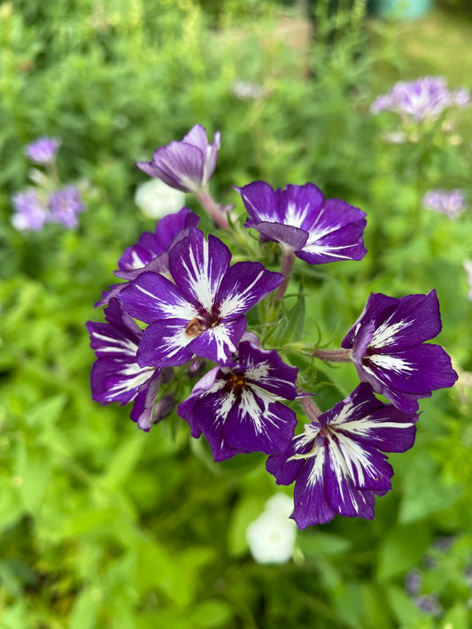 Sommarflox ”Sugar Stars”
