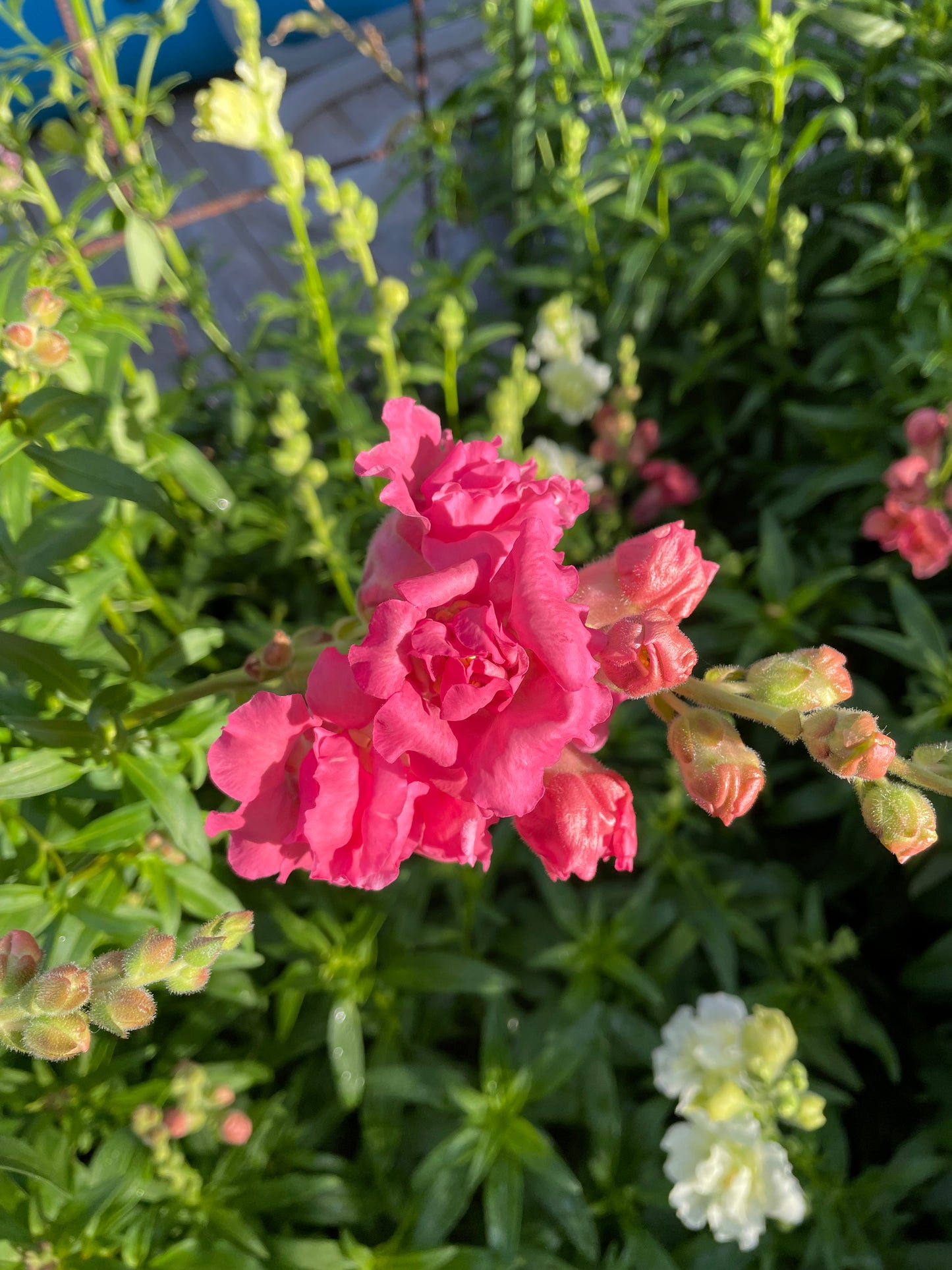 Lejongap ”Madame Butterfly Rose”