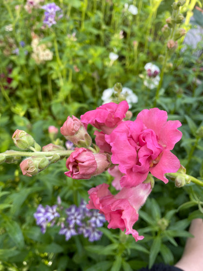 Lejongap ”Madame Butterfly Rose”
