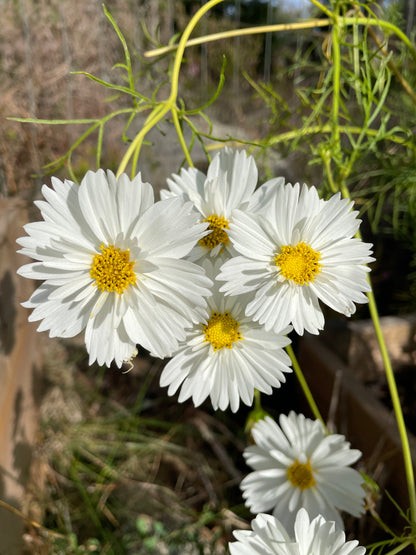 Rosenskära ”White”