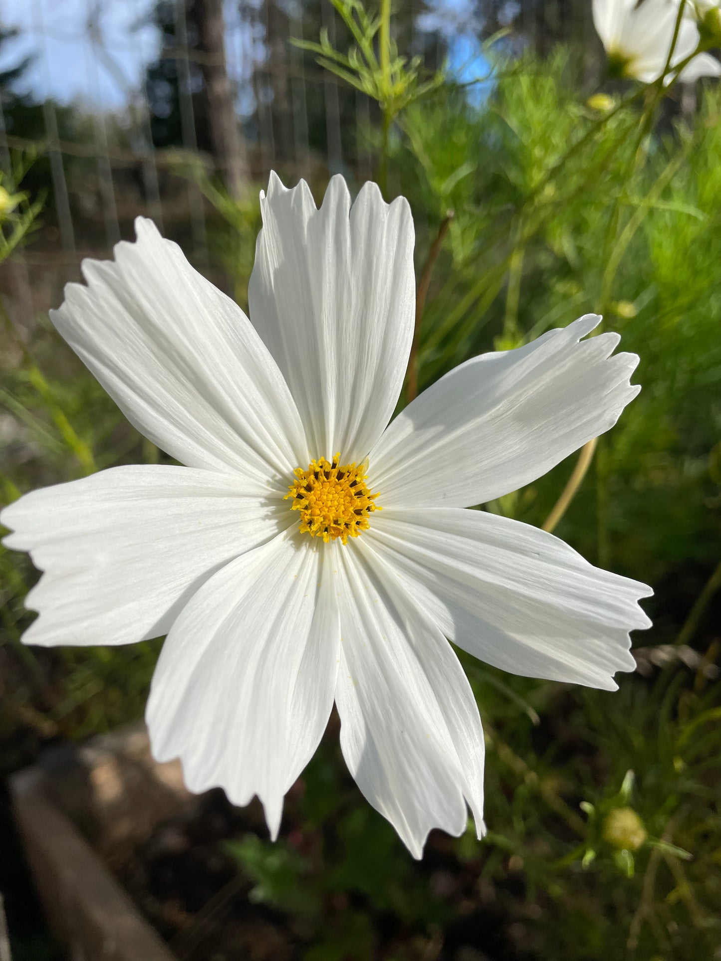 Rosenskära ”White”