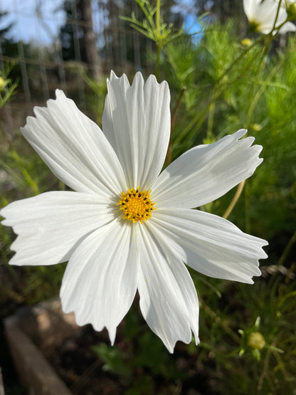 Rosenskära ”White”