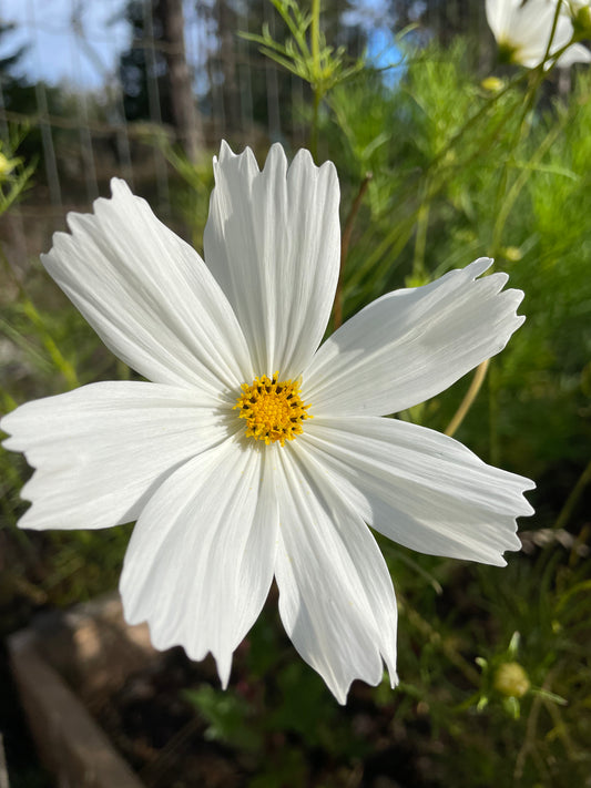 Rosenskära ”White”