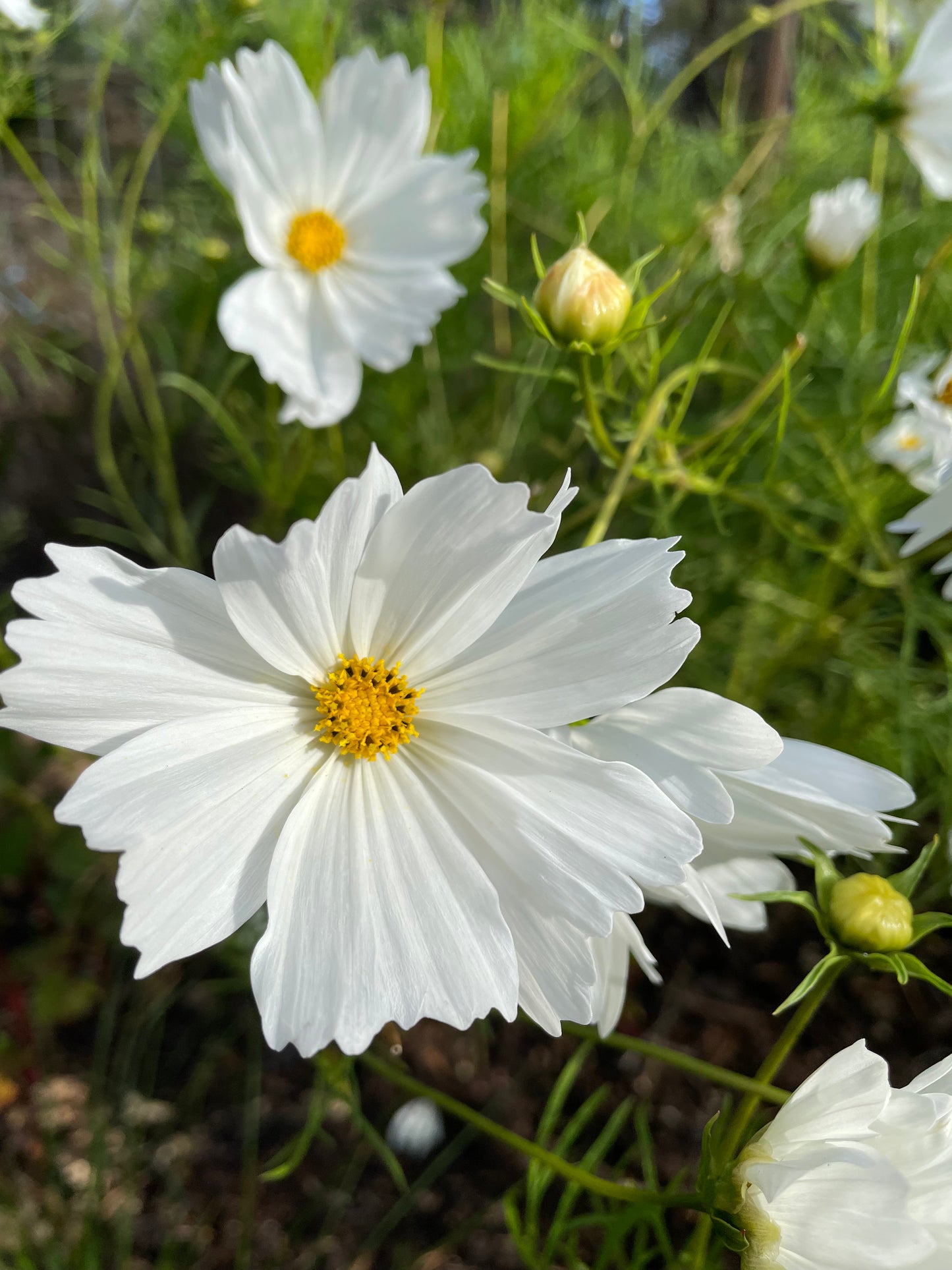 Rosenskära ”White”