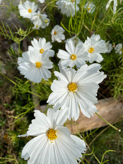 Rosenskära ”White”