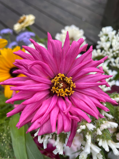 Zinnia "Super Cactus Lilac Emperor"