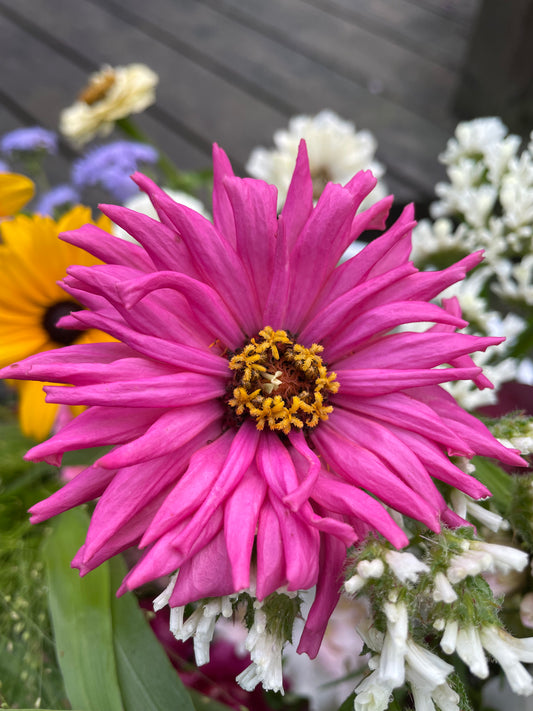 Zinnia "Super Cactus Lilac Emperor"