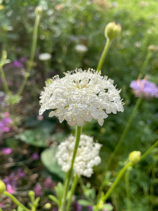 Blåparasoll ”Lacy White”