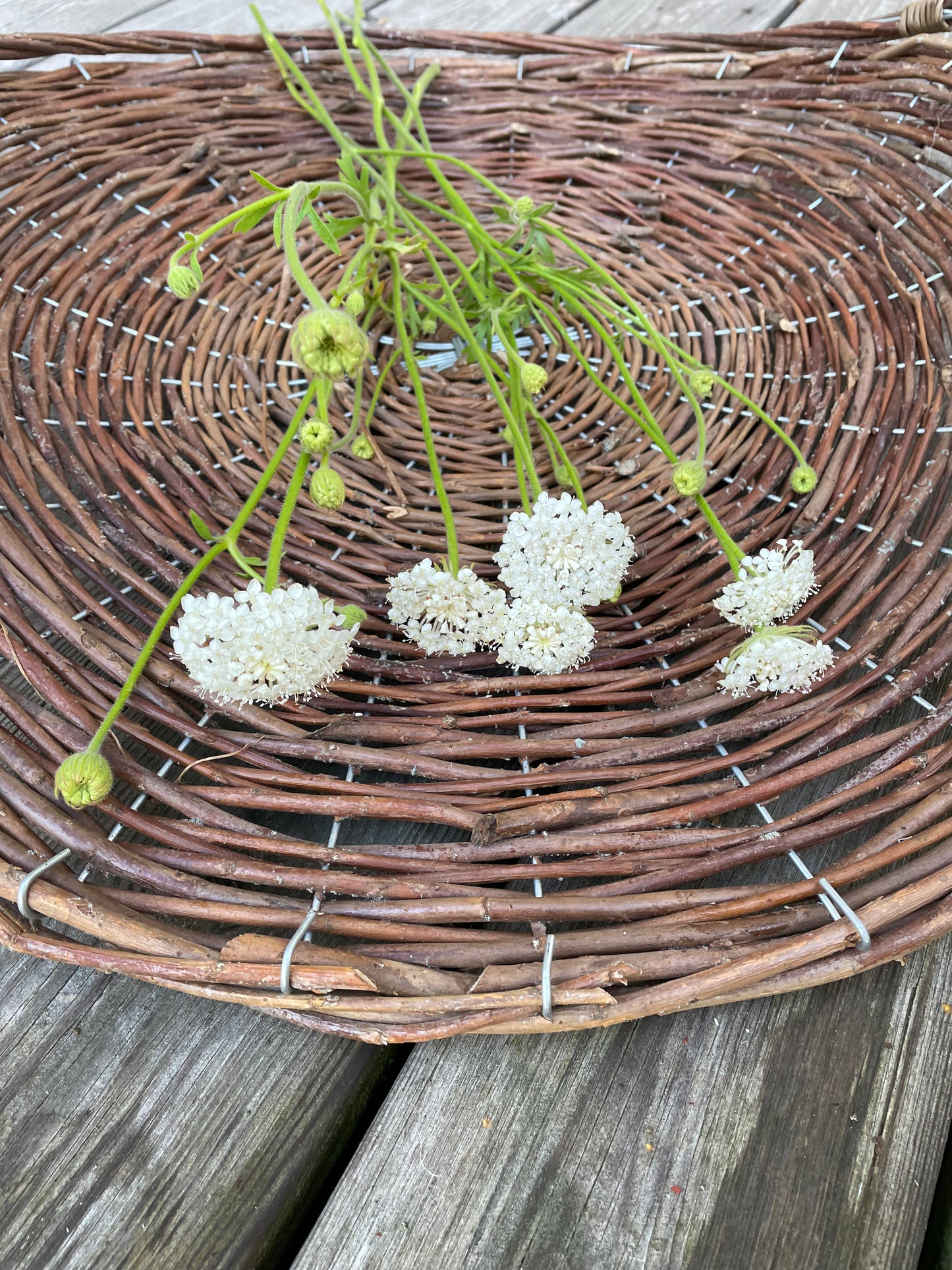 Blåparasoll ”Lacy White”