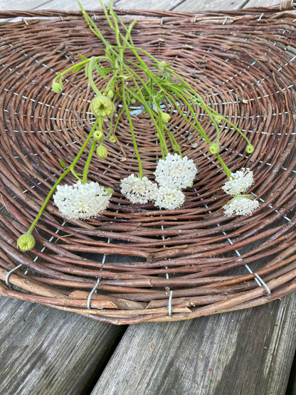 Blåparasoll ”Lacy White”