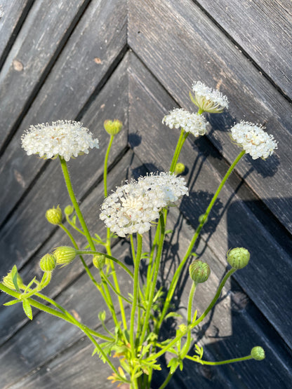 Blåparasoll ”Lacy White”