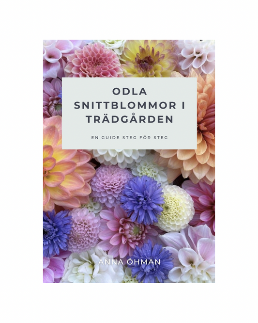 Odla snittblommor i trädgården - E-bok