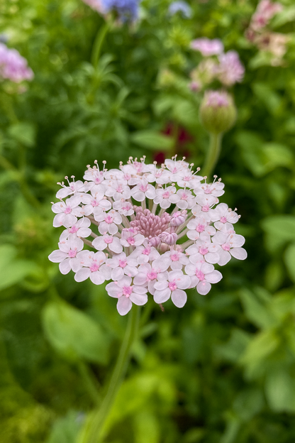 Blåparasoll ”Lace Pink”