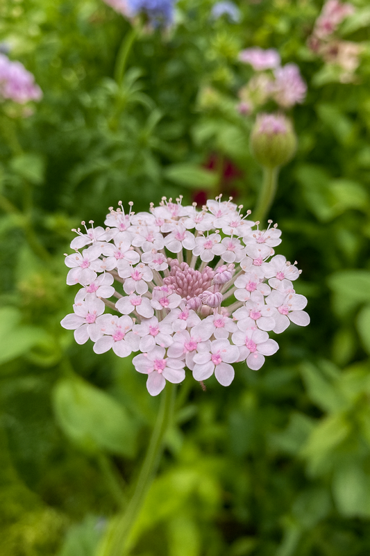 Blåparasoll ”Lace Pink”