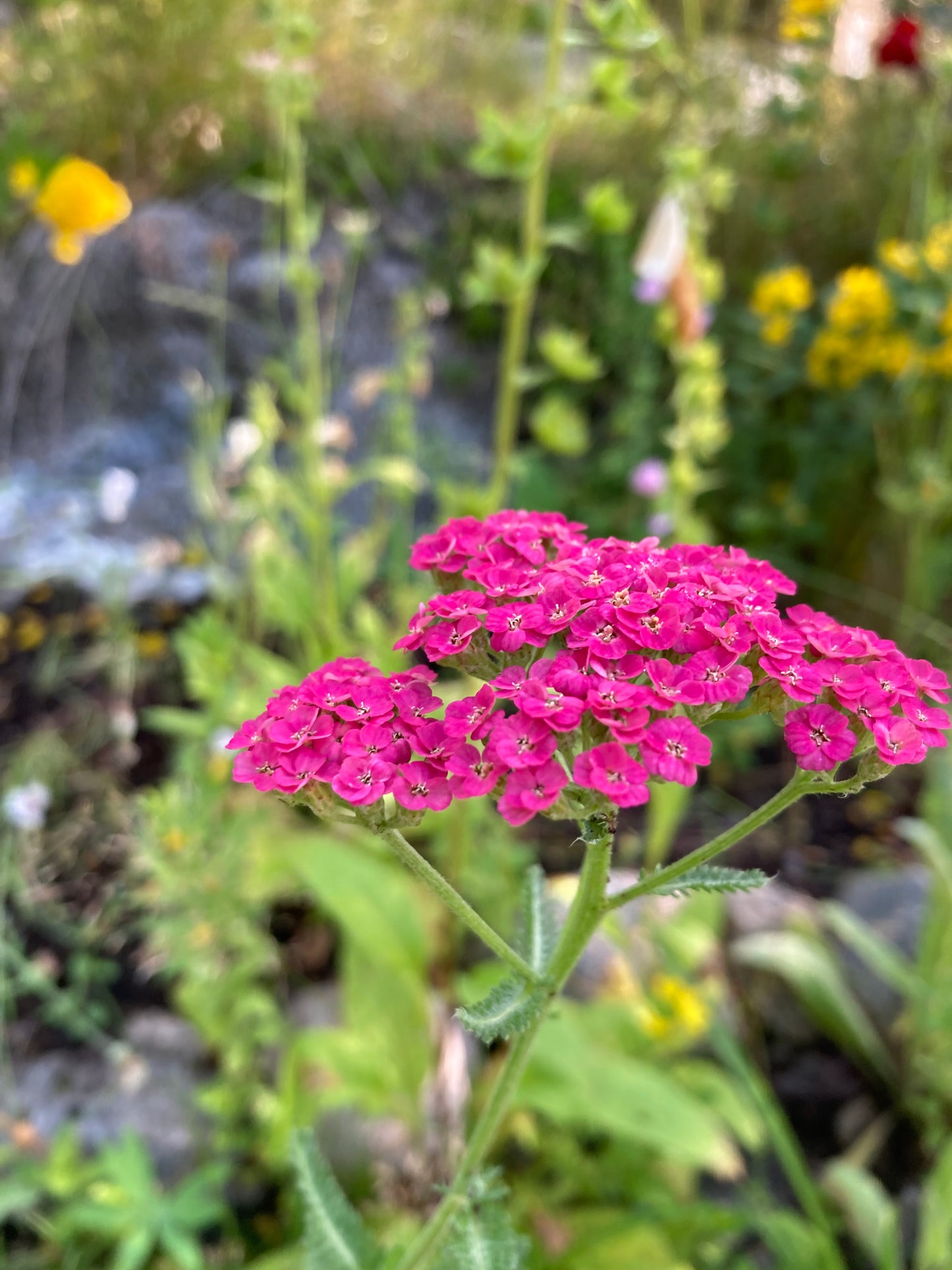 Röllika ”Cerise queen”