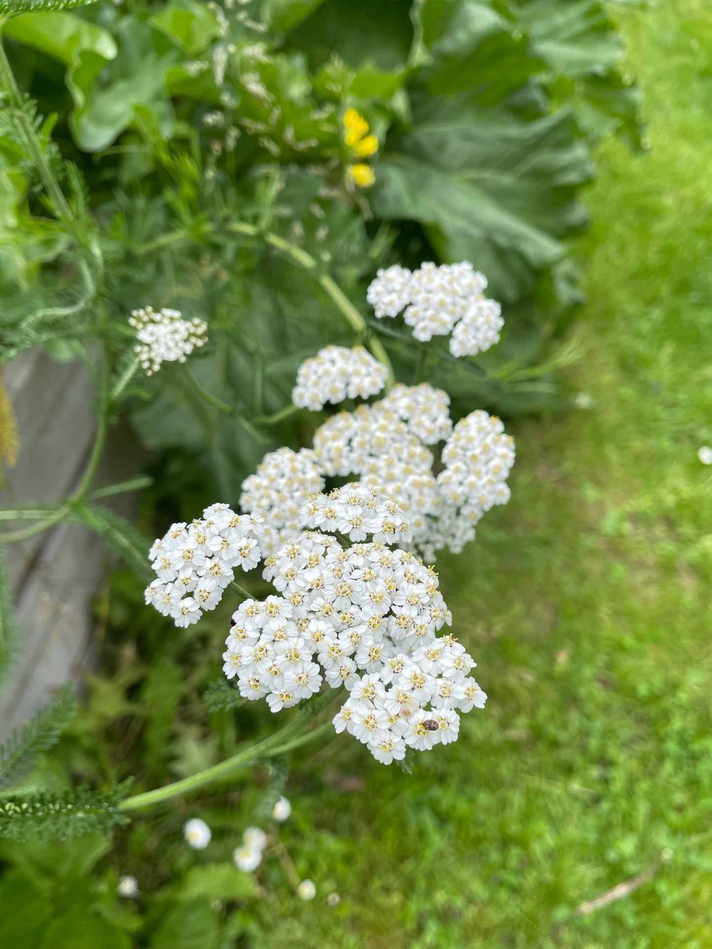 Röllika ”Summer white”