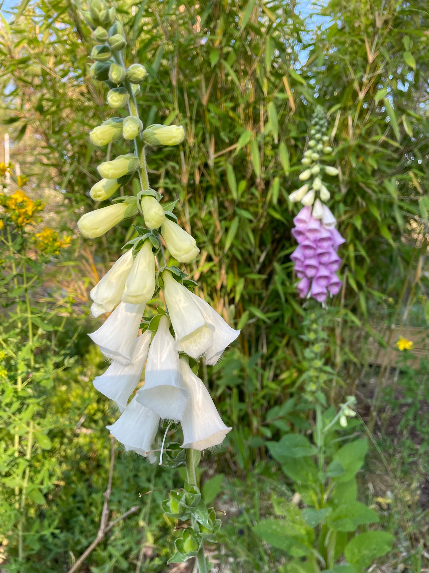 Fingerborgsblomma ”Excelsior”