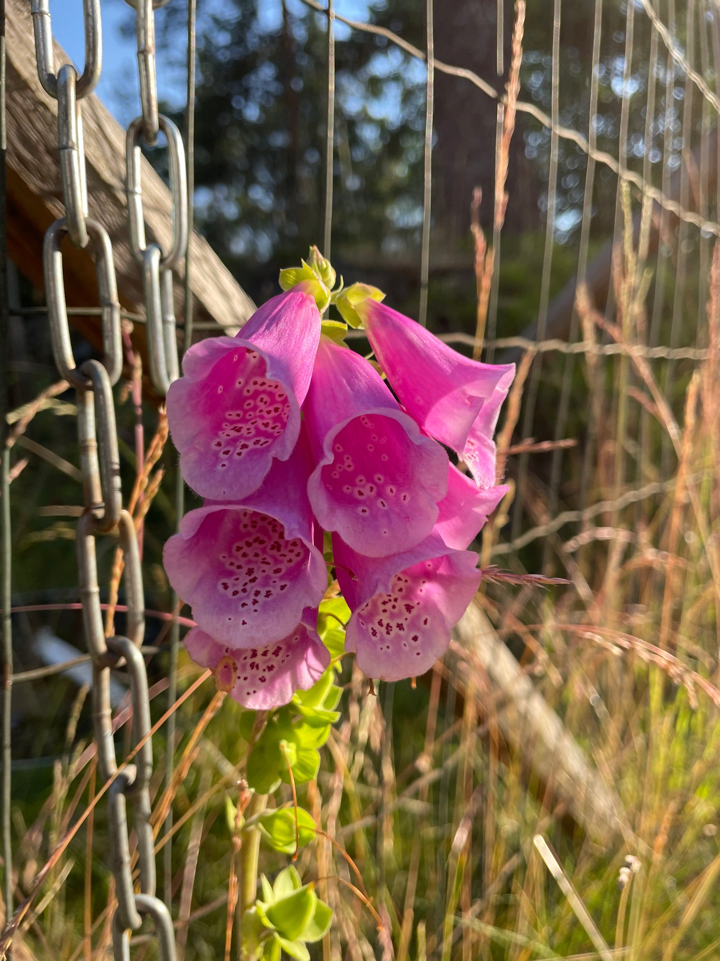 Fingerborgsblomma ”Excelsior”