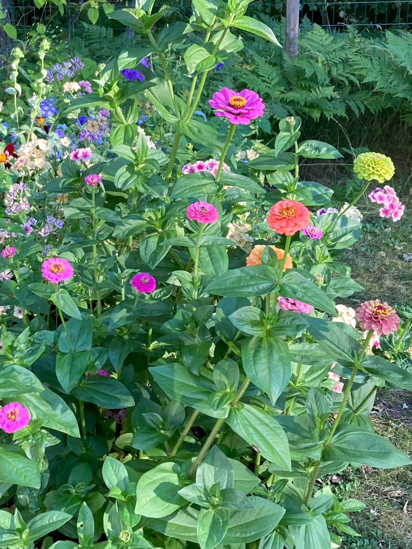 Zinnia ”Lilliput mix”