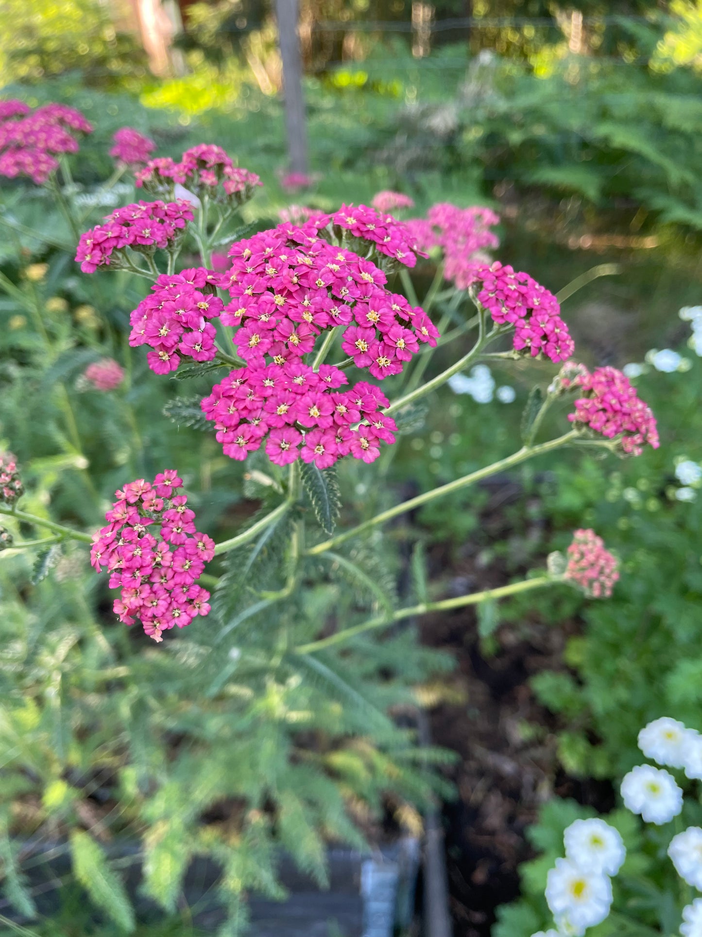 Röllika ”Cerise queen”