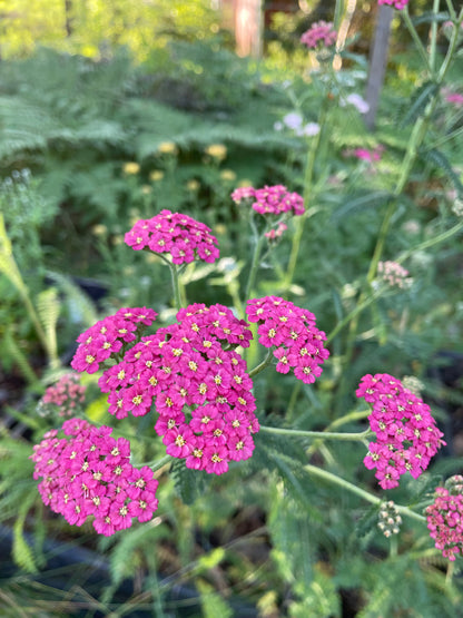 Röllika ”Cerise queen”