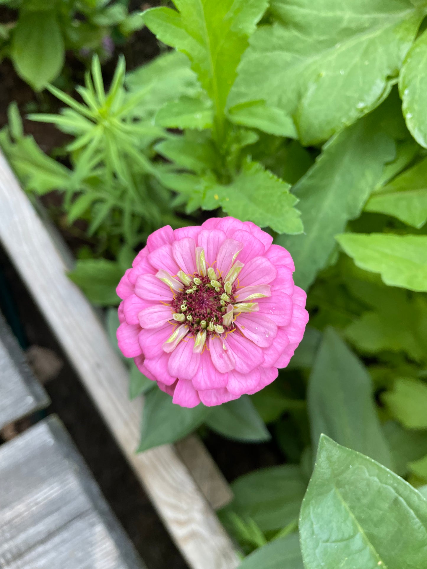 Zinnia ”Oklahoma pink”