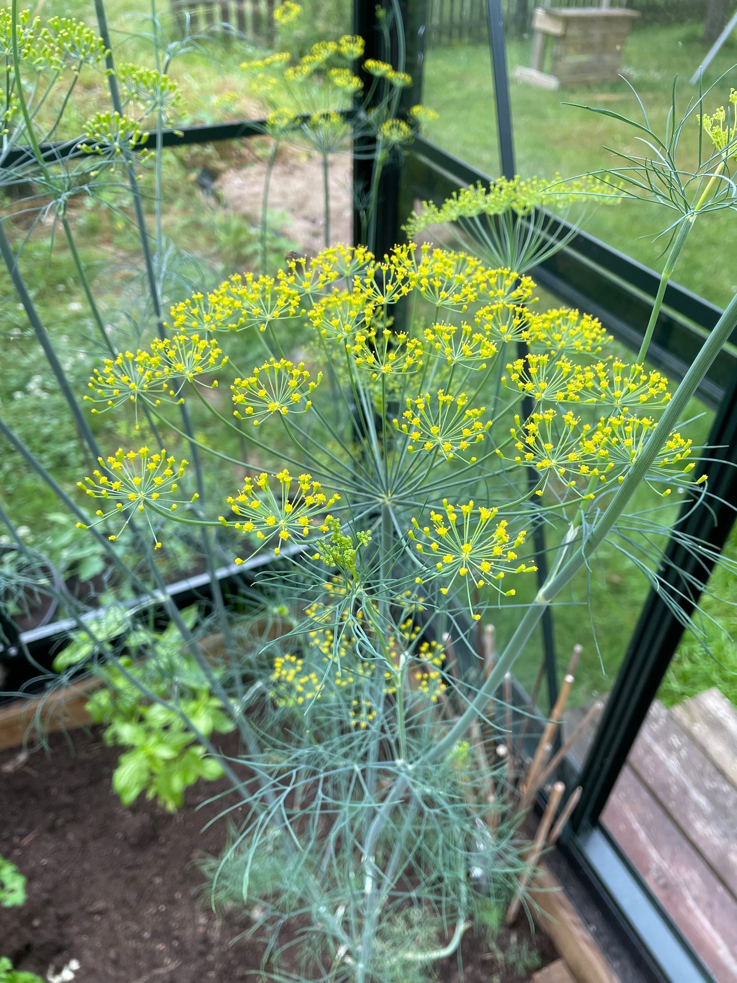 Dill ”Bouquet”