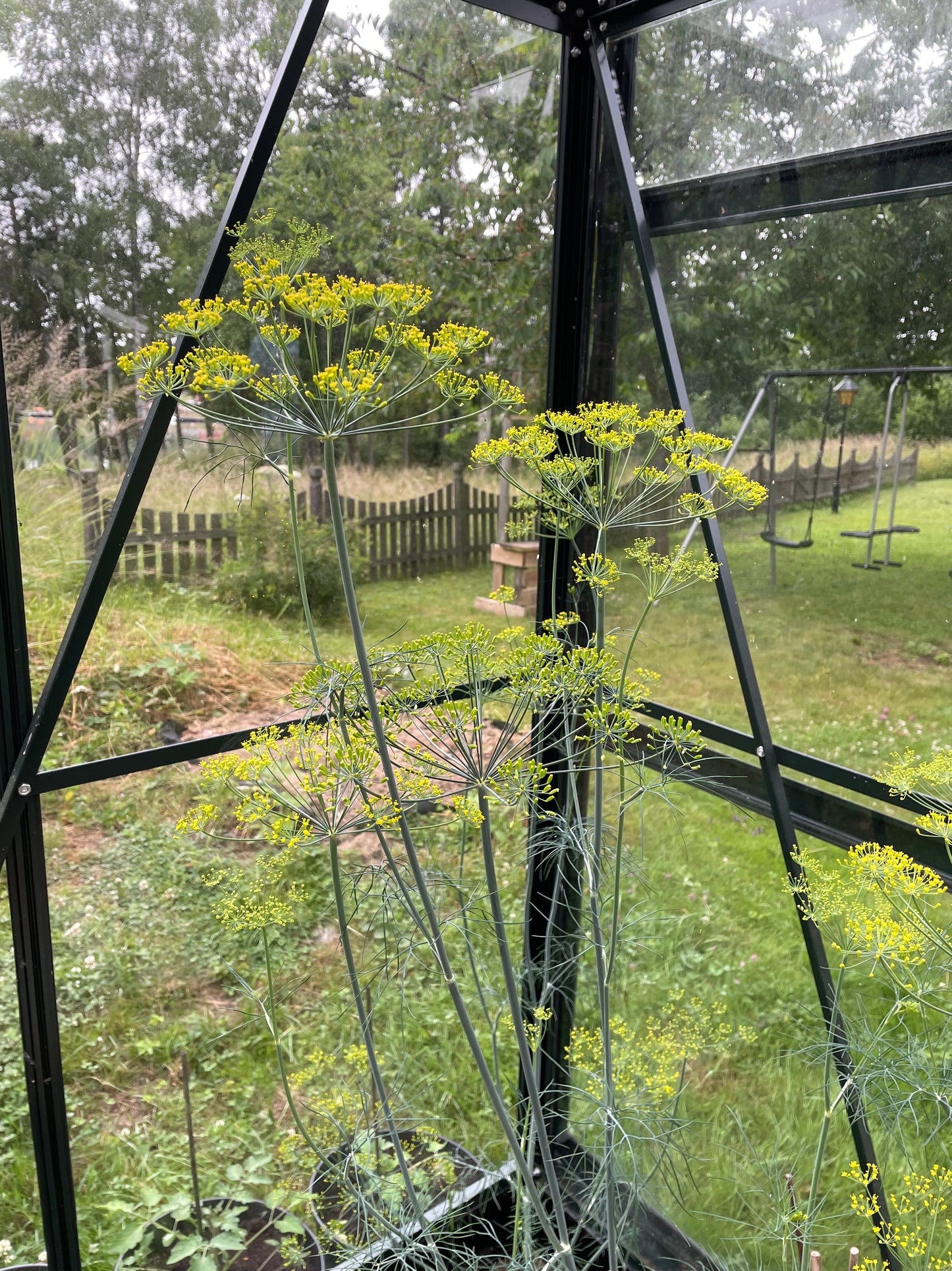 Dill ”Bouquet”