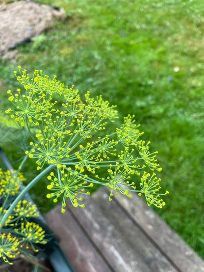 Dill ”Bouquet”