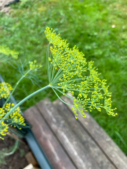 Dill ”Bouquet”