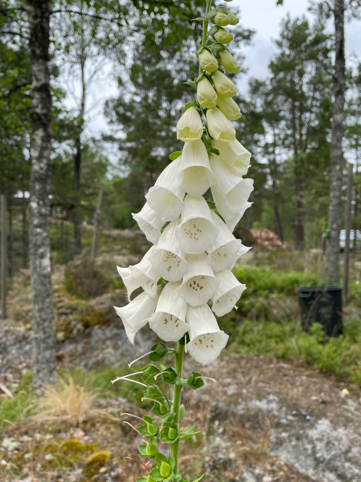 Fingerborgsblomma ”Excelsior”