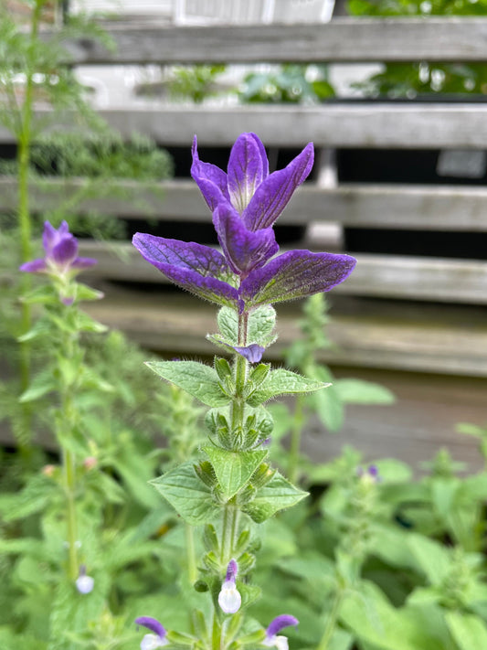 Broksalvia ”Oxford Blue”