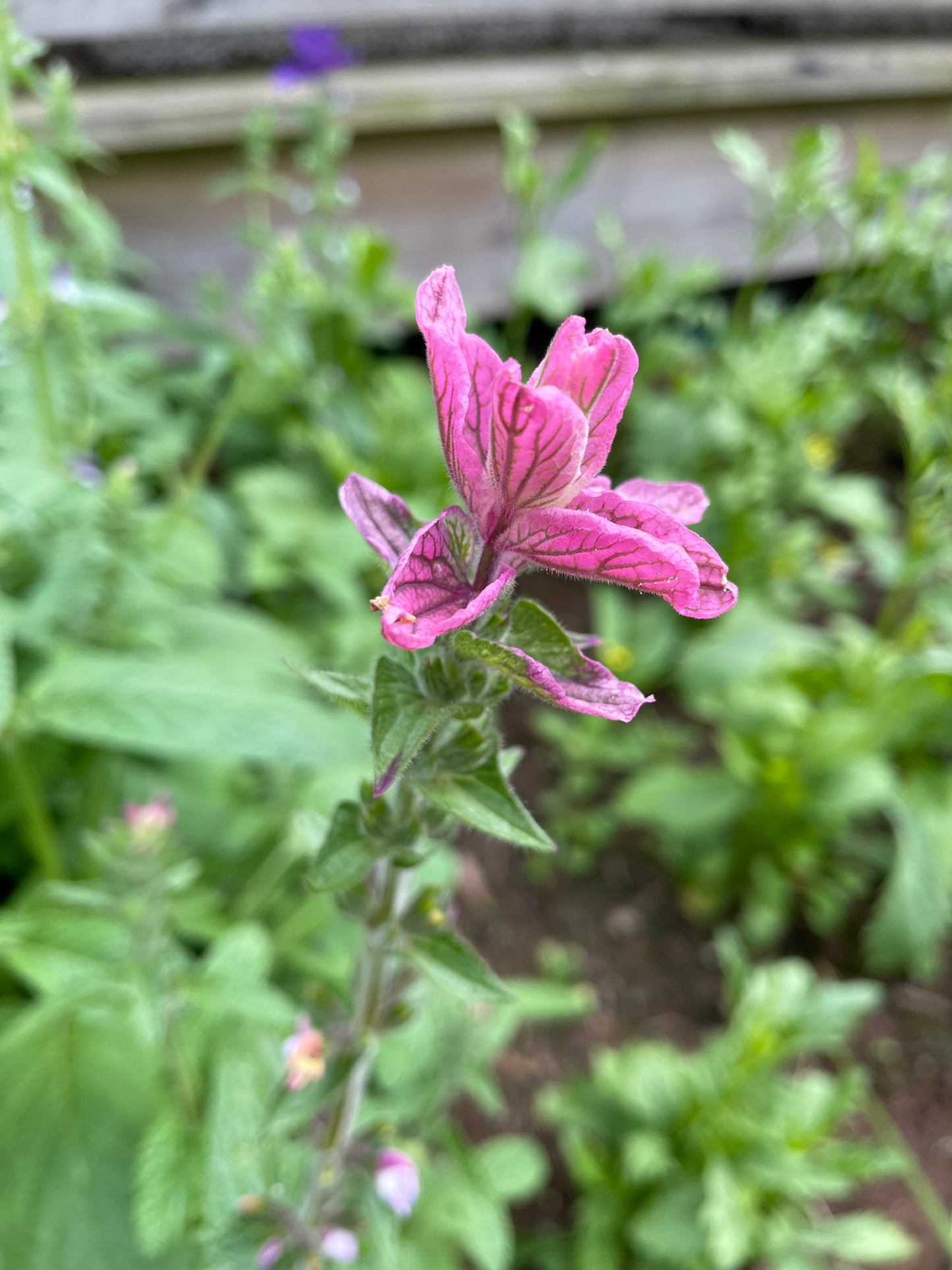 Broksalvia ”Pink Sundae”