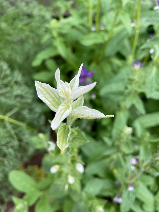 Broksalvia ”White Swan”