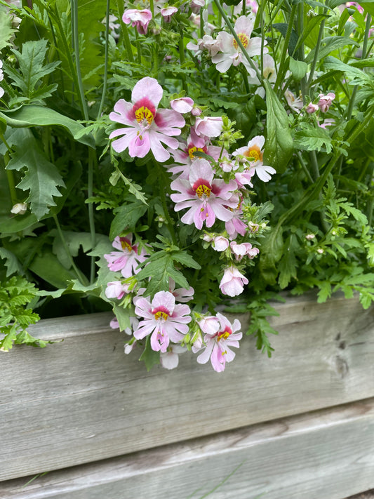 Fjärilsblomster ”Angel wings”