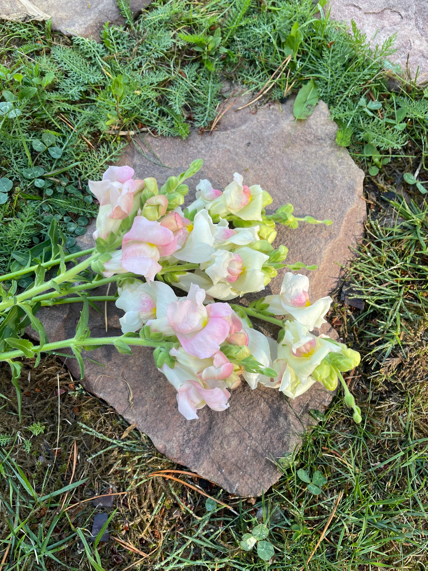 Lejongap ”Appleblossom”