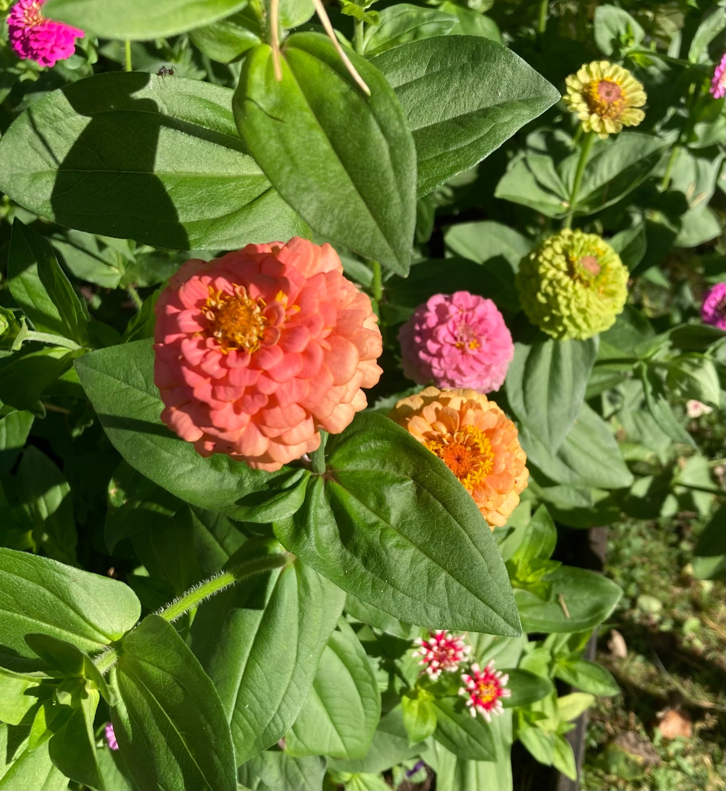 Zinnia ”Lilliput Salmon”