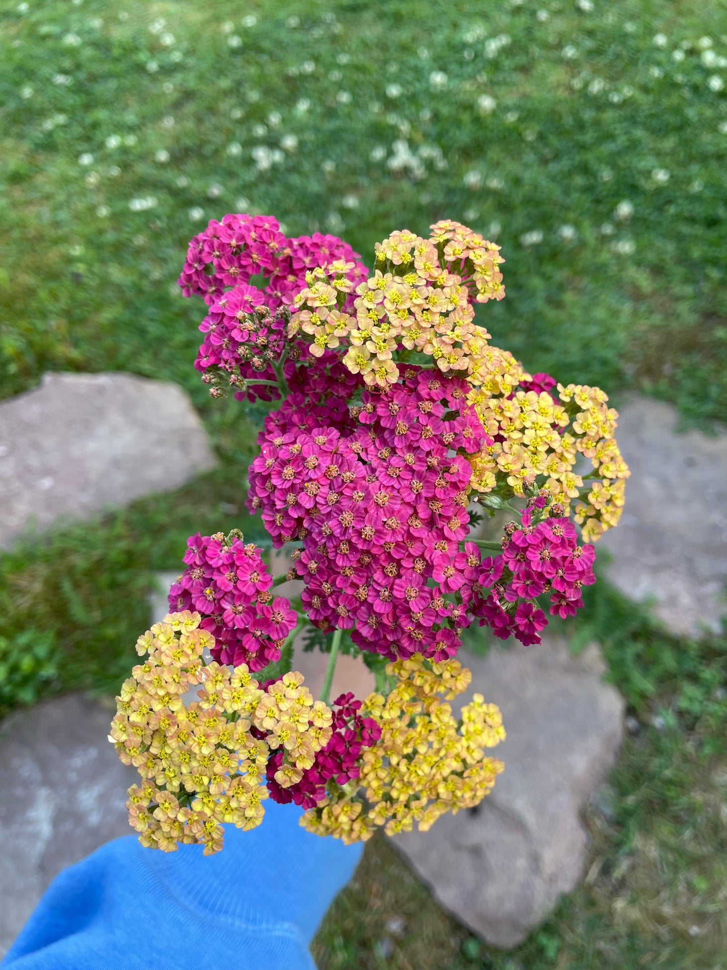 Röllika ”Summer Berries”