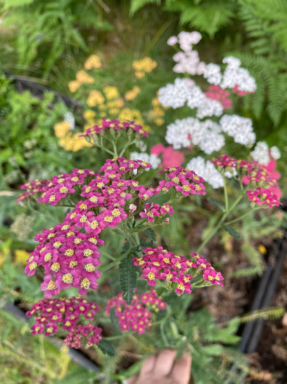 Röllika ”Summer Berries”