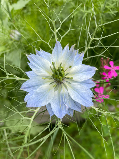 Jungfrun i det gröna ”Miss Jekyll Sky Blue”