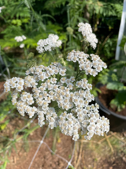 Röllika ”Summer white”