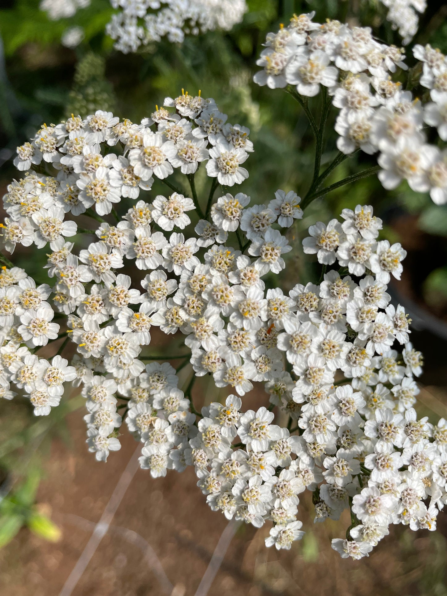 Röllika ”Summer white”