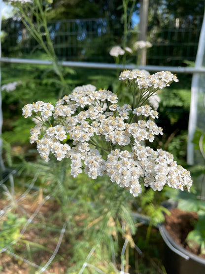 Röllika ”Summer white”