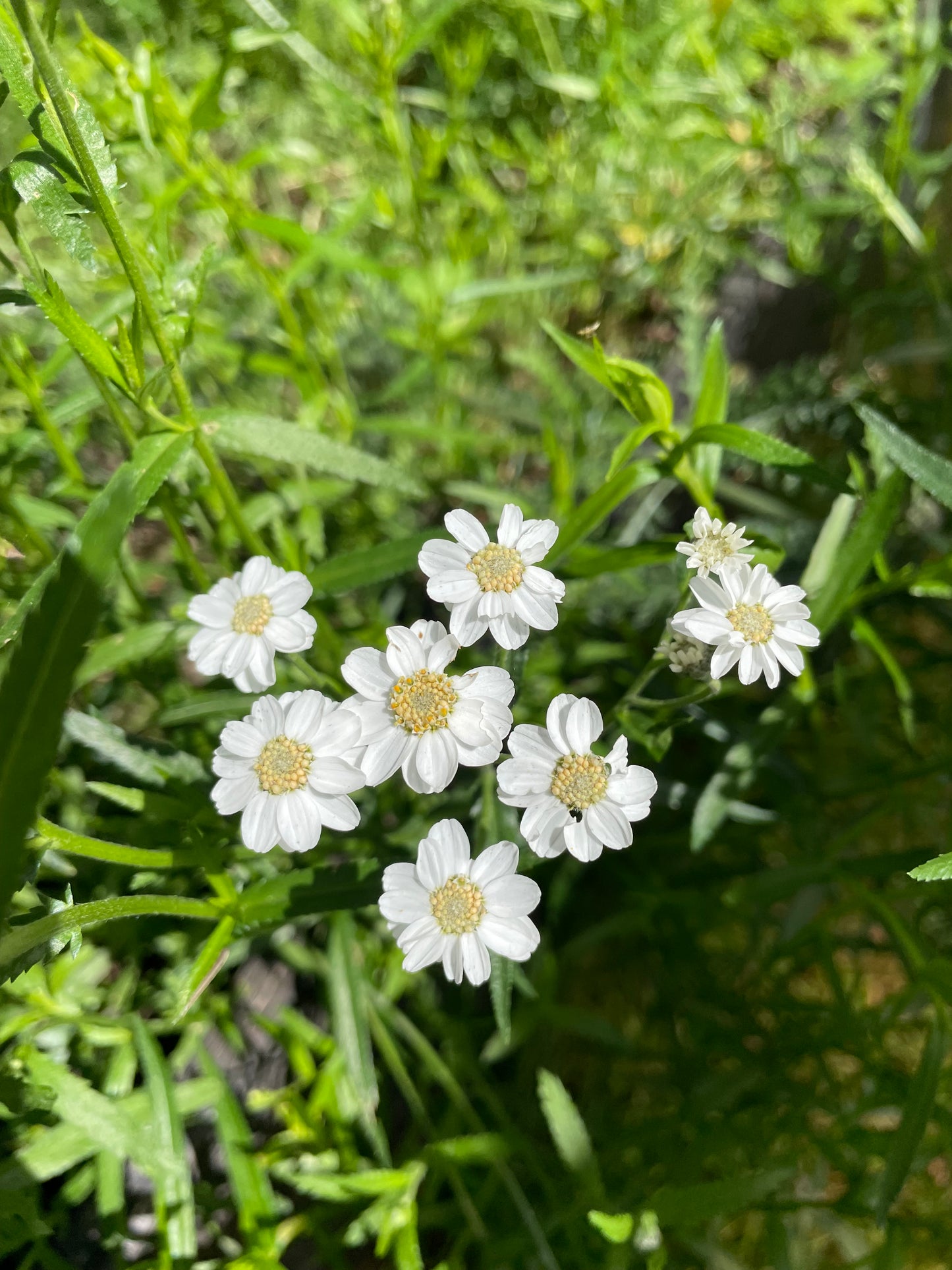 Vitpytta ”The Pearl”