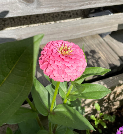 Zinnia ”Oklahoma pink”