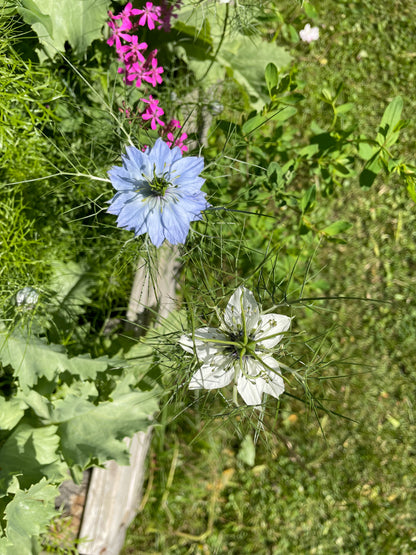 Jungfrun i det gröna ”Miss Jekyll Sky Blue”