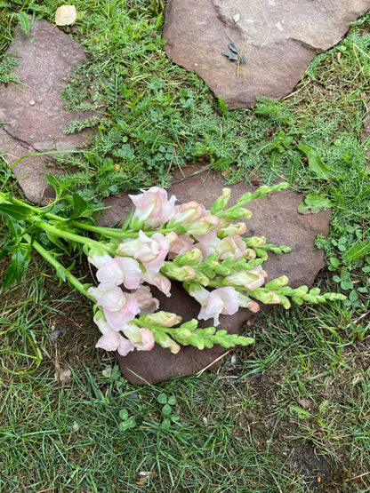 Lejongap ”Appleblossom”